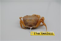 藏品(拉氏清溪蟹)的圖片